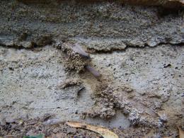 View The WDI - What's bugging your new home? Album